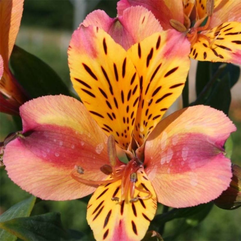 Alstroémère haute Majestics Aubance - Lys des Incas (Floraison)