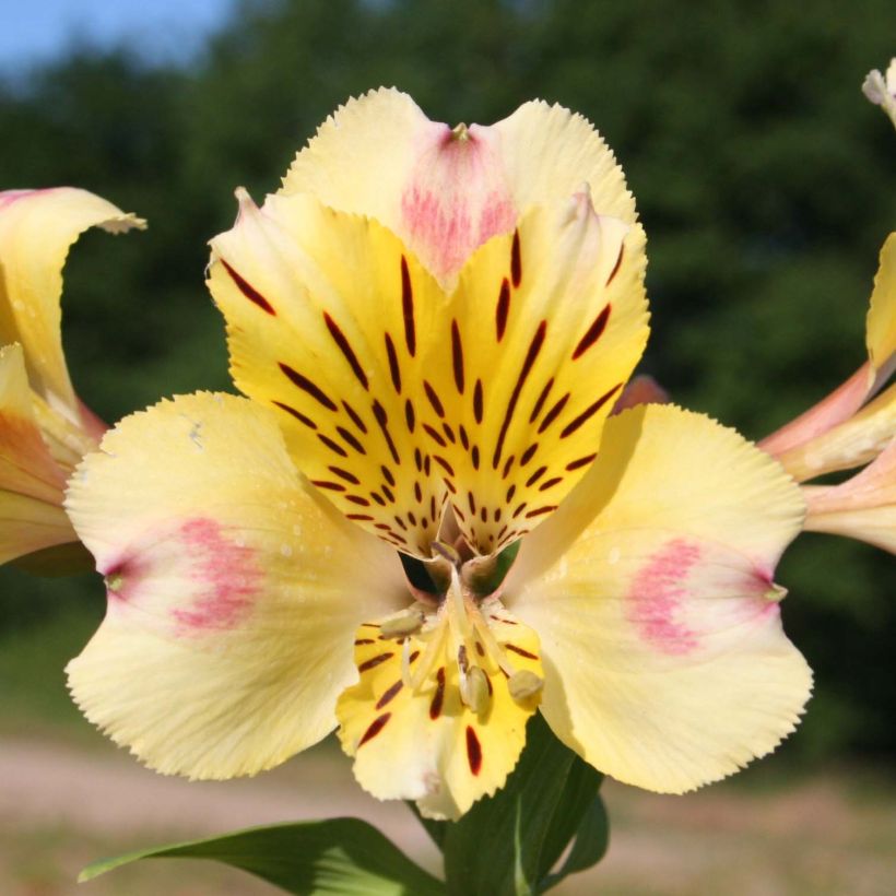 Alstroémère haute Majestics Briançon - Lys des Incas (Floraison)