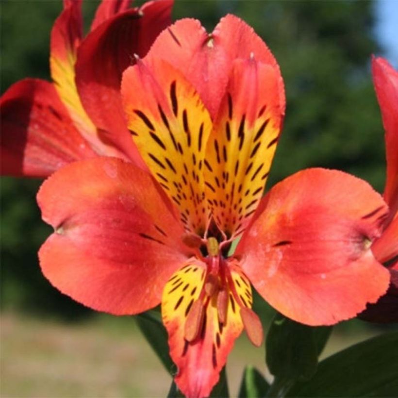 Alstroémère haute Majestics Brissac - Lys des Incas (Floraison)