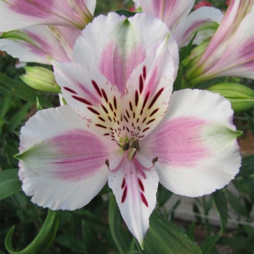 Alstroémère haute Majestics Fougeré - Lys des Incas (Floraison)