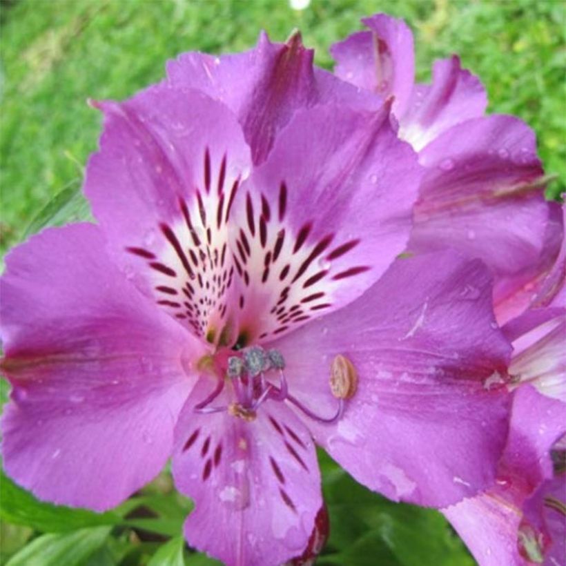 Alstroemère naine Pitchounes Lucas - Lys des Incas (Floraison)