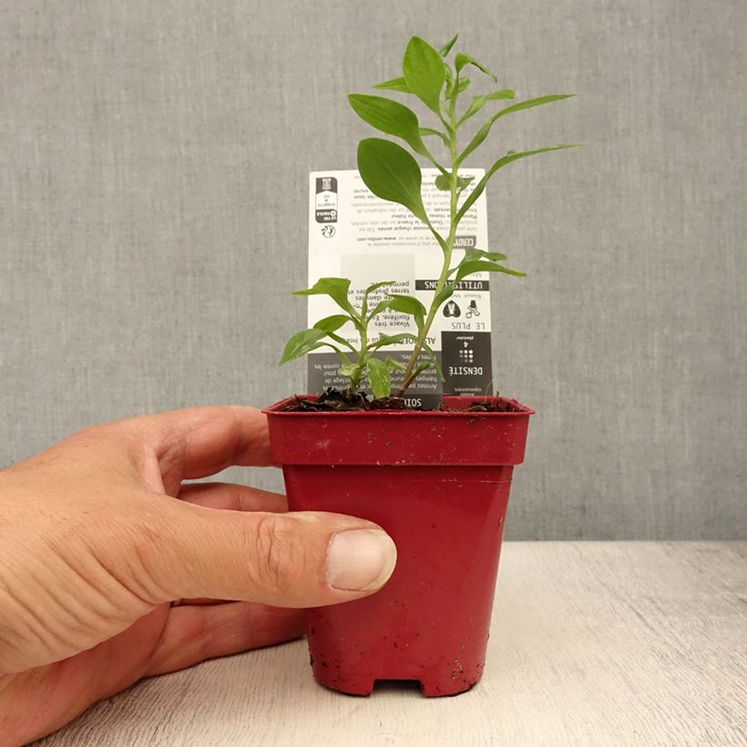 Spécimen de Alstroemeria aurantiaca Godet de 8/9 cm tel que livré en été