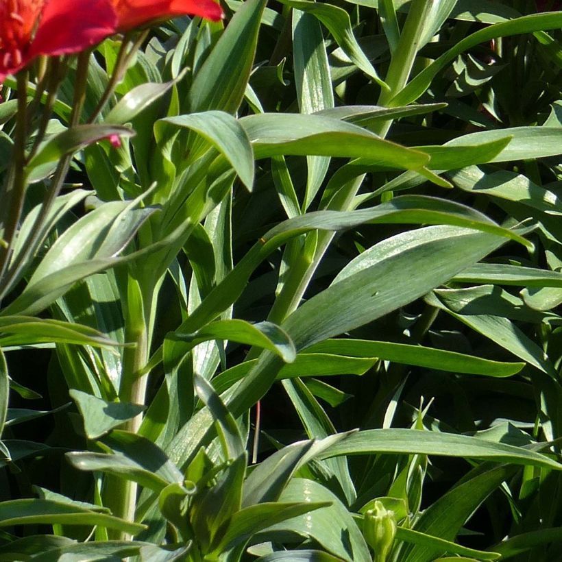 Alstroemeria Garden Summer Red - Lis des Incas (Feuillage)