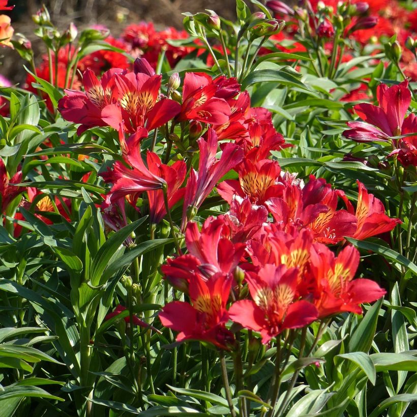 Alstroemeria Garden Summer Red - Lis des Incas (Floraison)