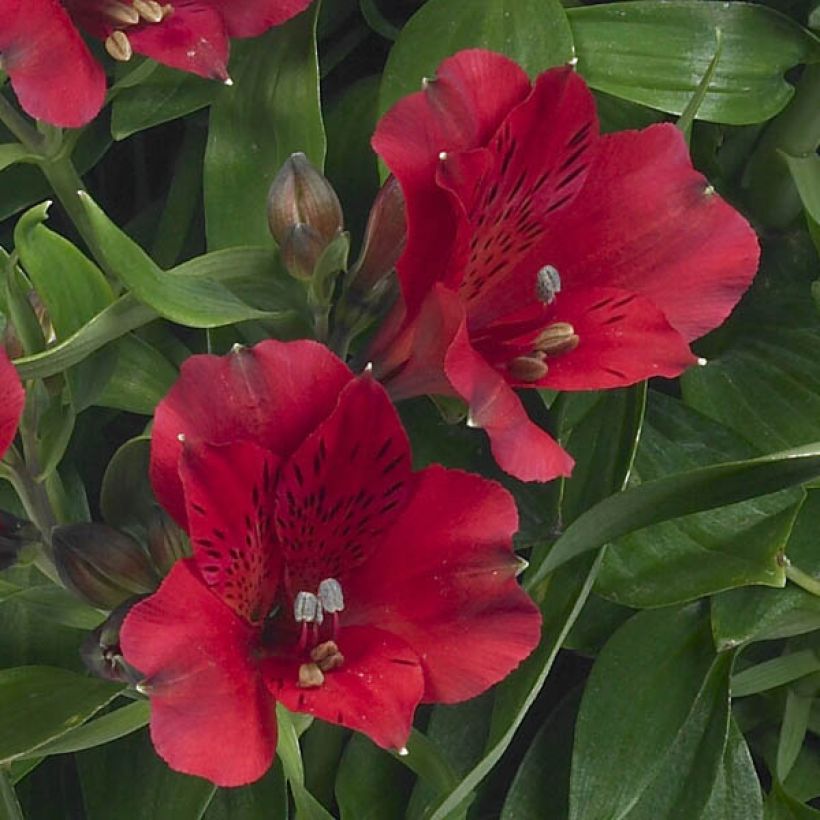 Alstroemeria Inticancha Red ou Valentino - Lis des Incas (Floraison)