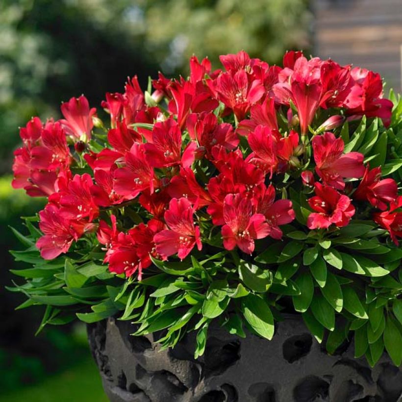 Alstroemeria Inticancha Red ou Valentino - Lis des Incas (Port)