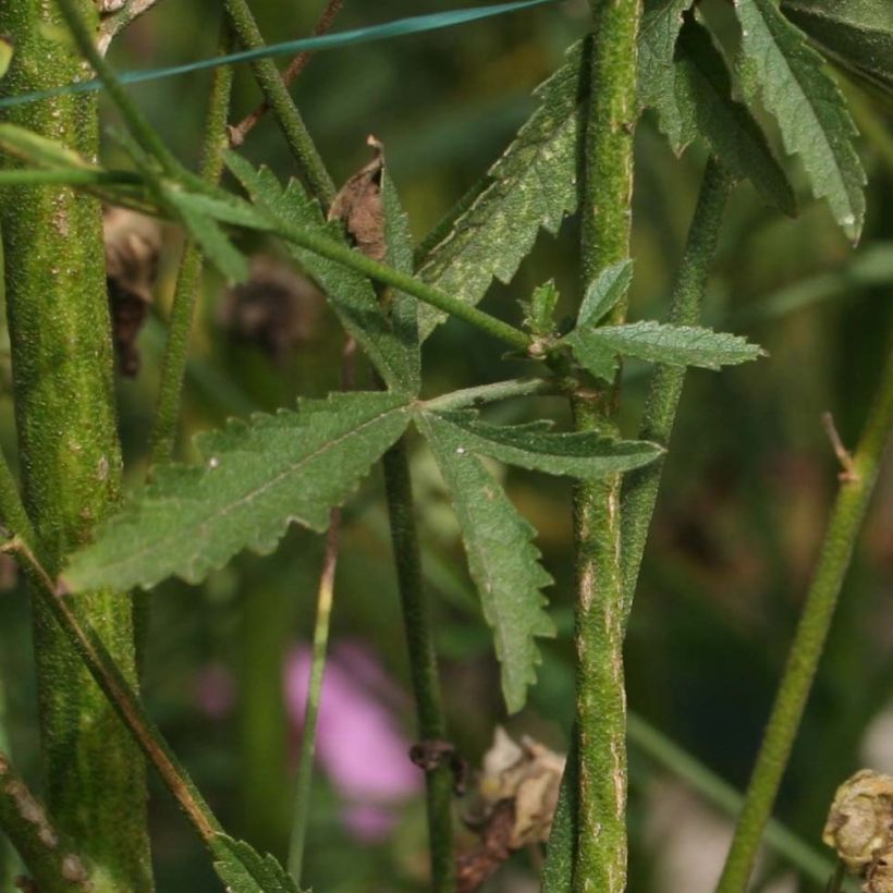 Althaea cannabina - Guimauve faux-chanvre (Feuillage)