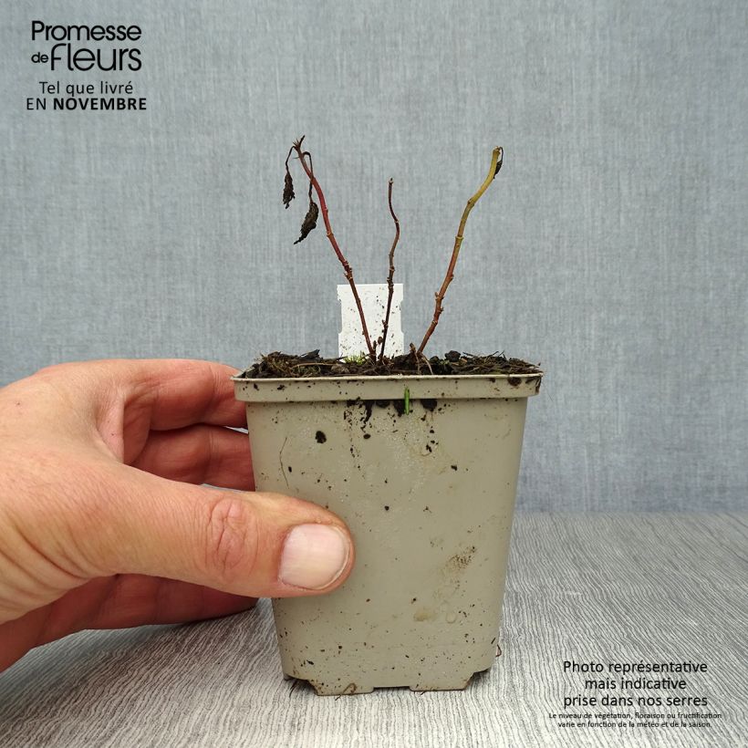 Spécimen de Althaea cannabina - Guimauve faux-chanvre Godet de 8/9 cm tel que livré en automne