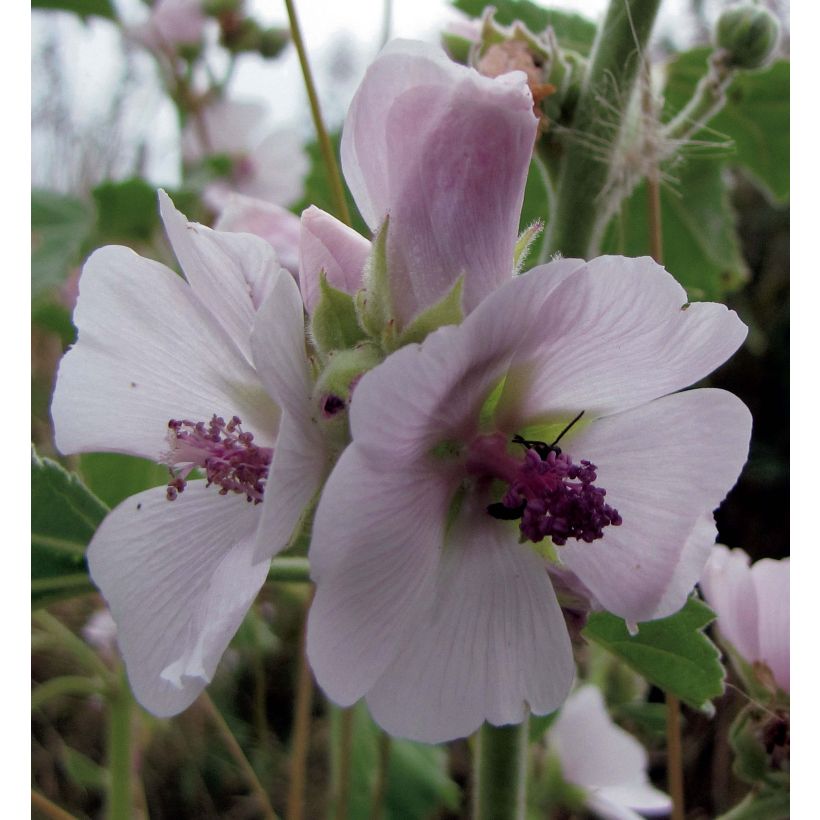 Guimauve officinale - Althaea officinalis (Floraison)