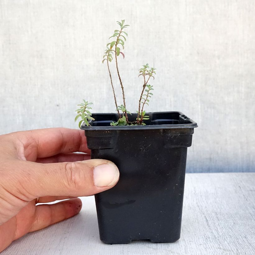 Spécimen de Alyssum argenteum - Alysson argenté Godet de 7/8 cm tel que livré en été