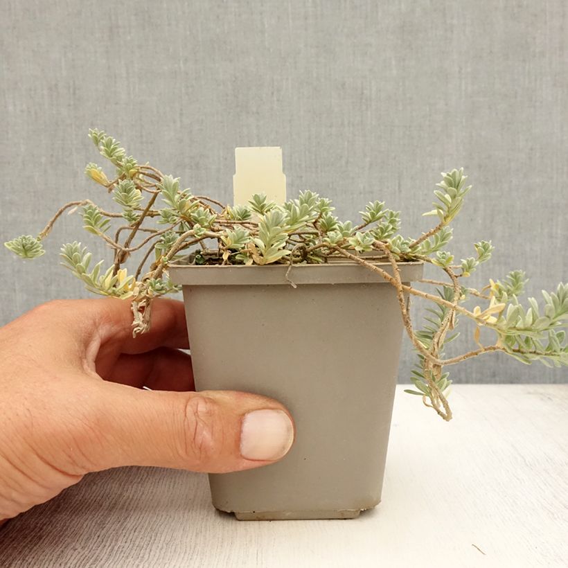 Spécimen de Alyssum montanum Berggold - Corbeille d'Or Godet de 8/9 cm tel que livré en été