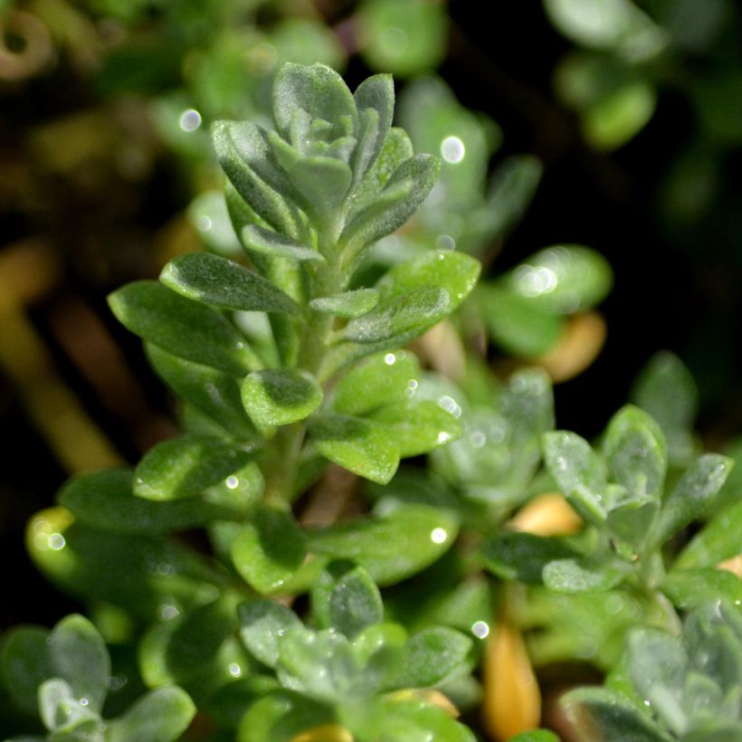 Alyssum montanum Berggold - Corbeille d'Or (Feuillage)