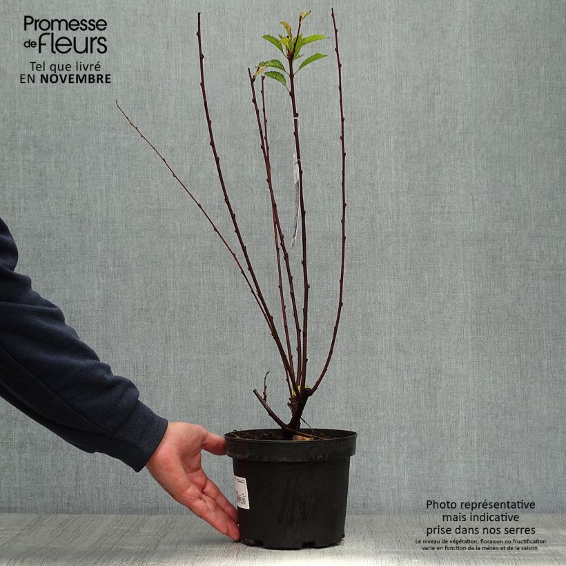 Spécimen de Amandier à fleurs - Prunus triloba  Pot de 2L/3L tel que livré en automne