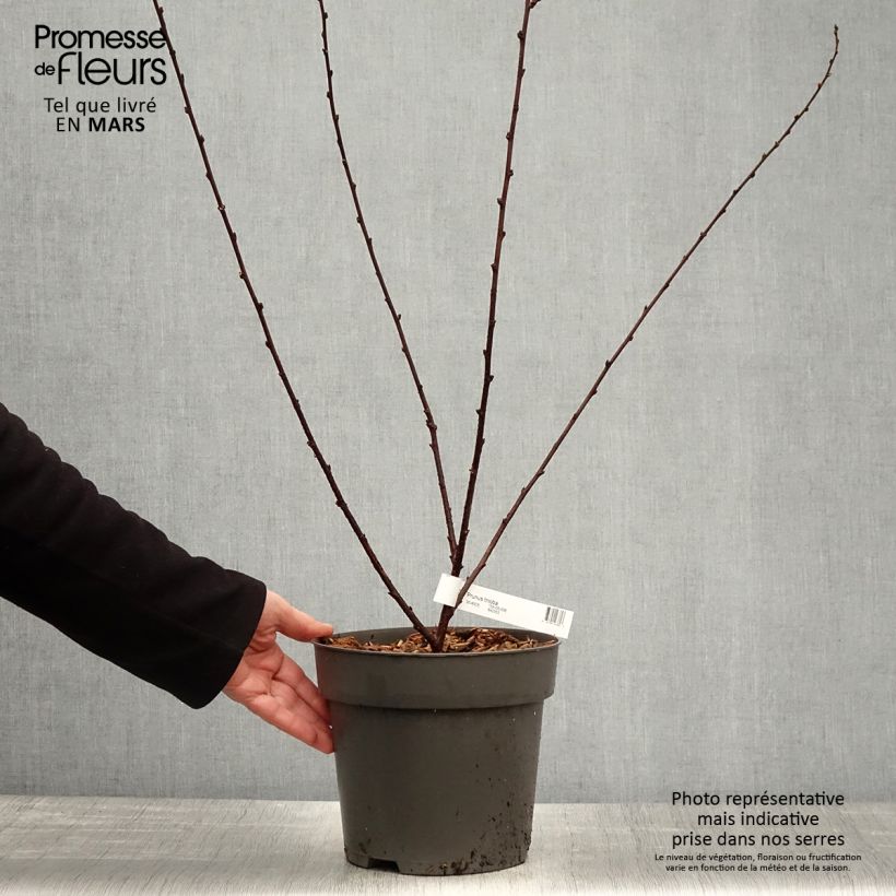 Spécimen de Amandier à fleurs - Prunus triloba 30/40cm en pot de 2/3L tel que livré au printemps