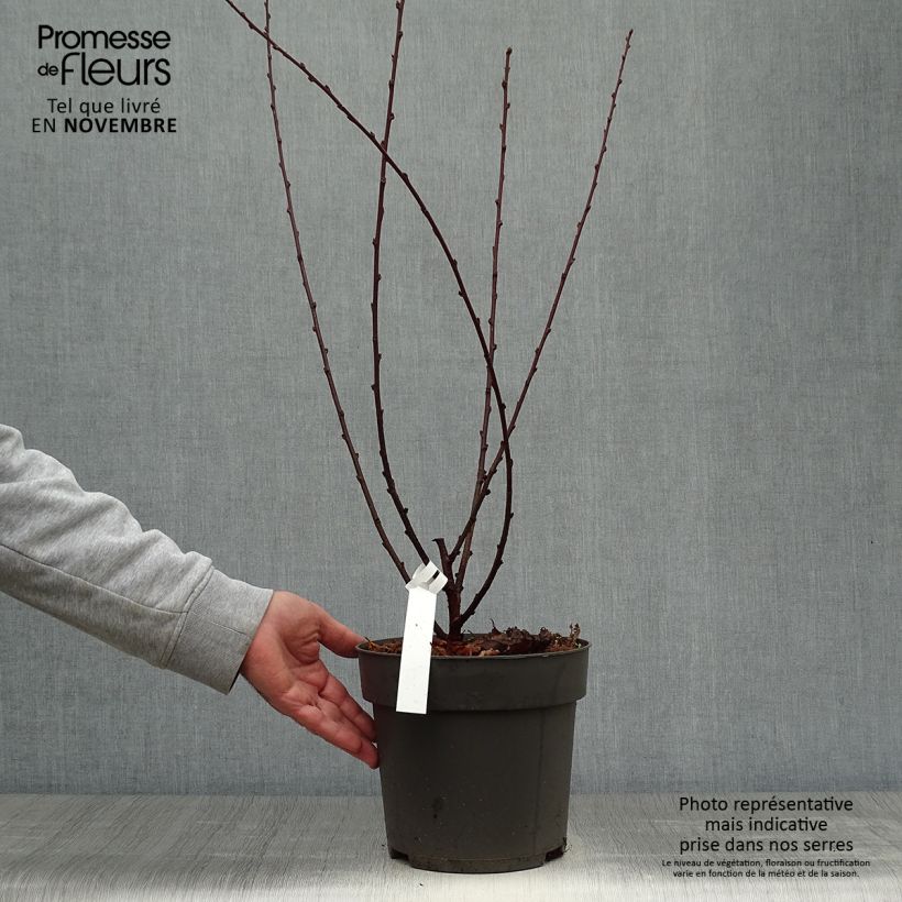 Spécimen de Amandier à fleurs - Prunus triloba  Pot de 4L/5L tel que livré en automne