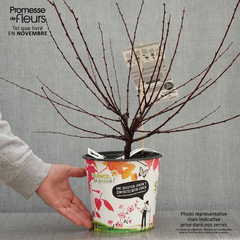 Spécimen de Amandier à fleurs - Prunus triloba Multiplex Pot de 4L/5L tel que livré en automne