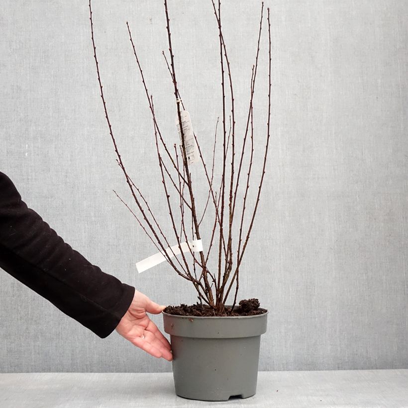 Spécimen de Amandier à fleurs - Prunus triloba Rosenmund - Pot de 4L/5L tel que livré en hiver