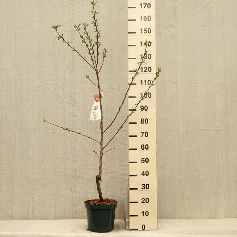 Spécimen de Amandier commun - Prunus dulcis tel que livré au printemps