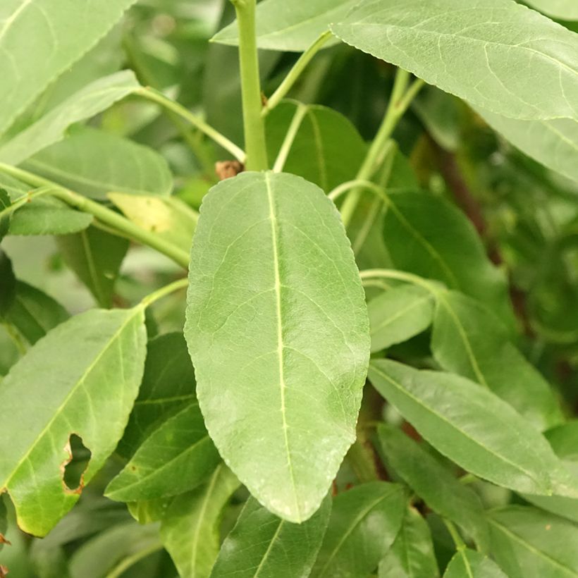 Amandier Desmayo Largueta (Feuillage)