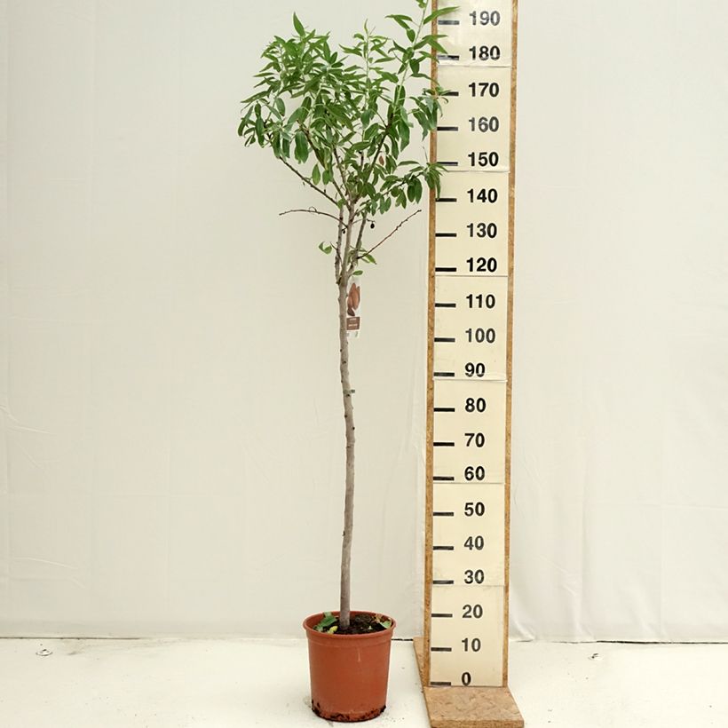 Spécimen de Amandier Desmayo Largueta Pot de 7,5L/10L, Demi-Tige tel que livré en été