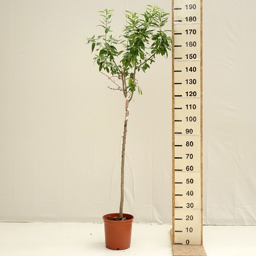 Spécimen de Amandier Desmayo Largueta Pot de 7,5L/10L, Demi-Tige tel que livré au printemps