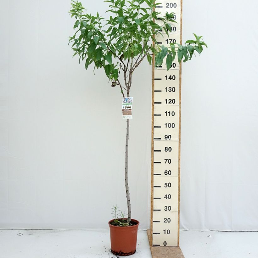 Spécimen de Amandier Marcona Pot de 7,5L/10L, Demi-Tige tel que livré en été