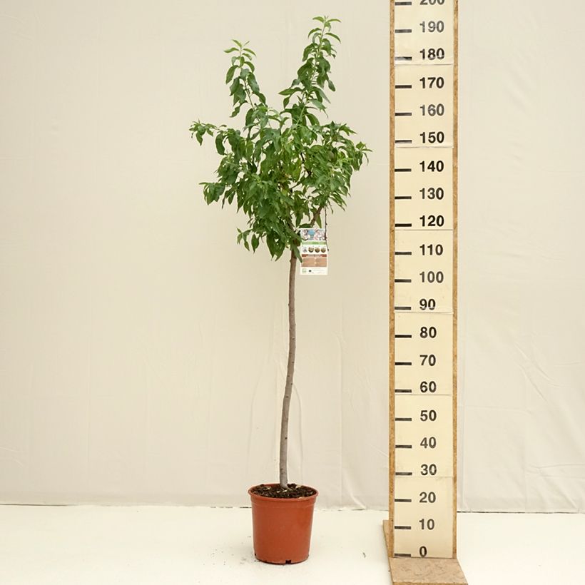 Spécimen de Amandier Marcona Pot de 7,5L/10L, Demi-Tige tel que livré au printemps