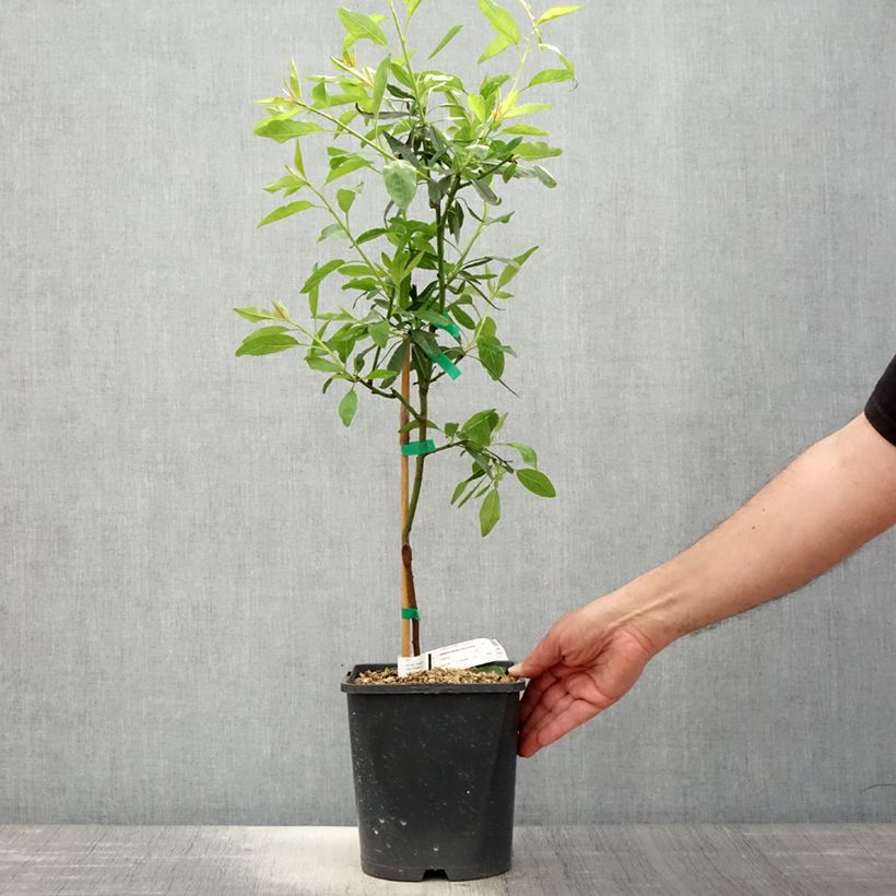 Spécimen de Amandier nain autofertile Fruit me Almond me - Prunus dulcis Pot de 4L tel que livré au printemps