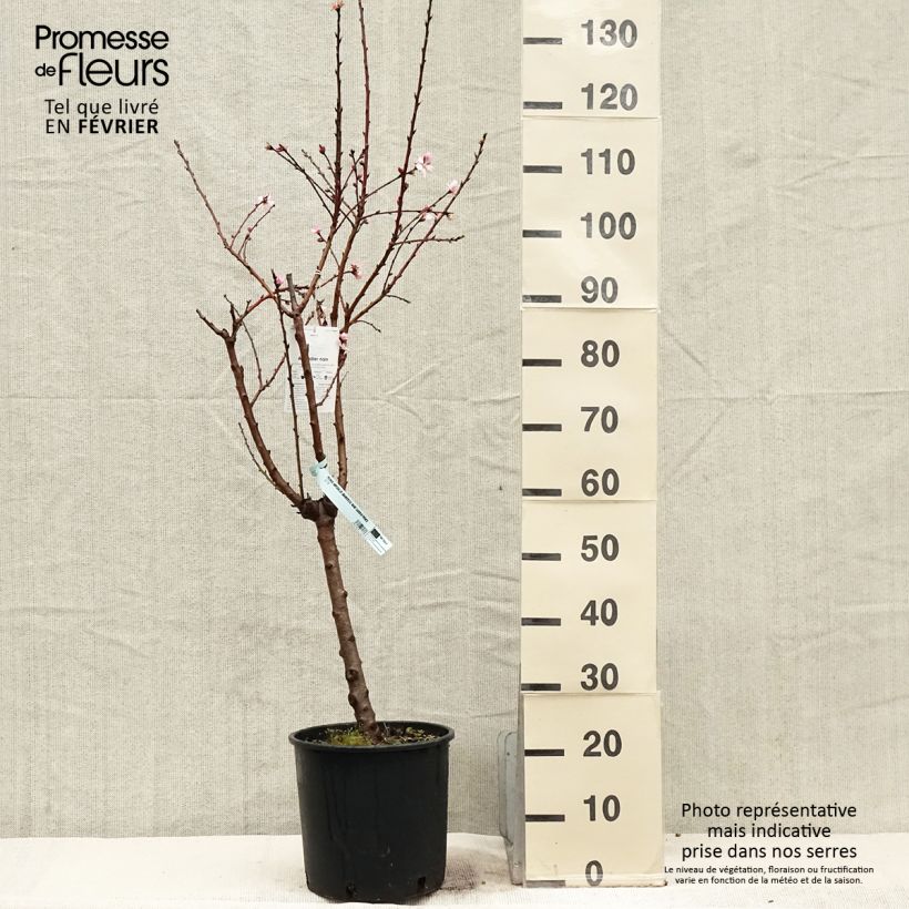 Spécimen de Amandier nain Garden Prince Pot de 6L/7L, Nain, Tige de 40 cm tel que livré en hiver