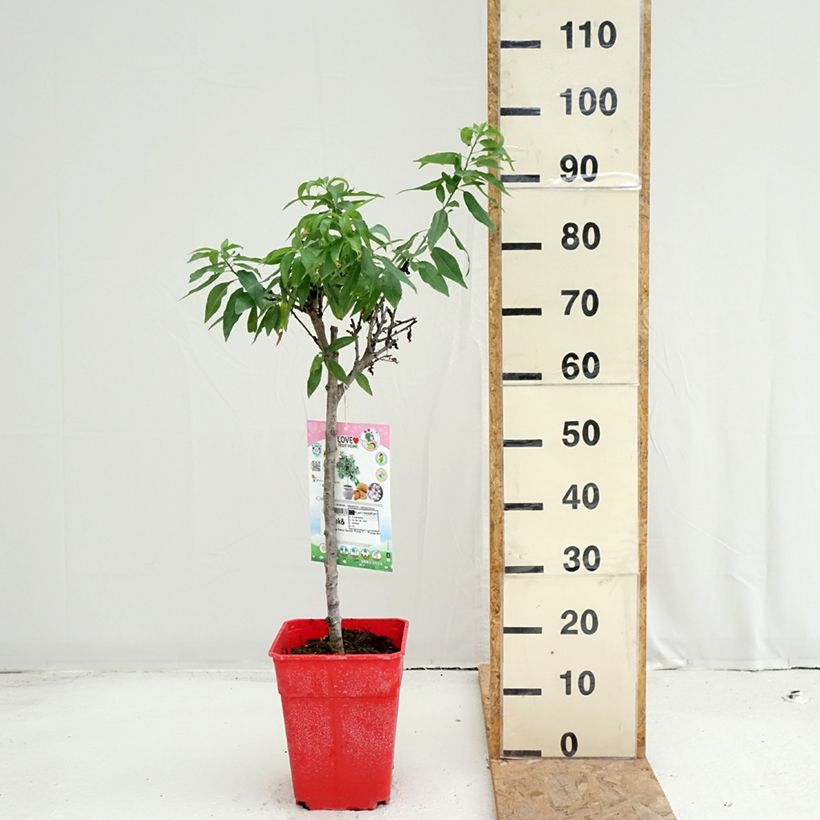 Spécimen de Amandier nain Garden Prince Pot de 6L/7L, Nain, Tige de 40 cm tel que livré en été