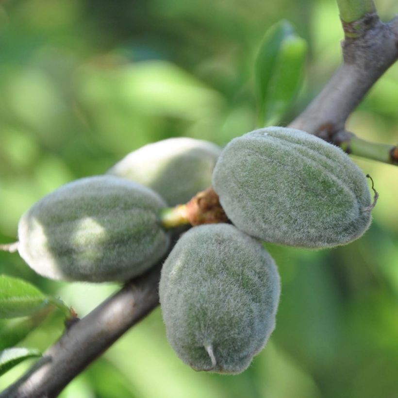 Amandier Supernova autofertile - Prunus dulcis (Récolte)