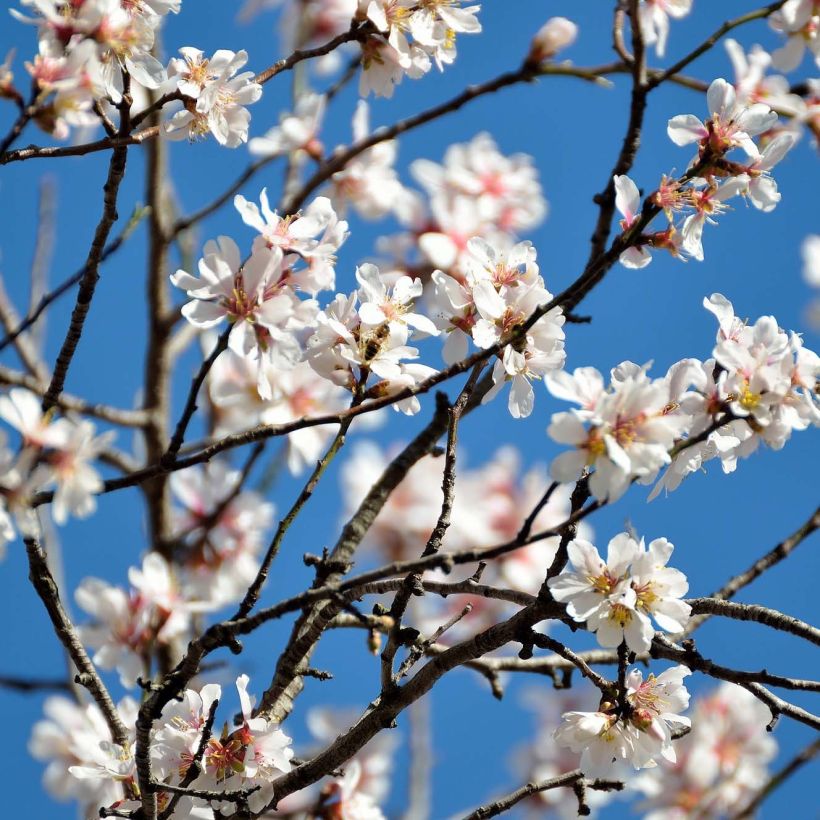 Amandier Supernova autofertile - Prunus dulcis (Floraison)