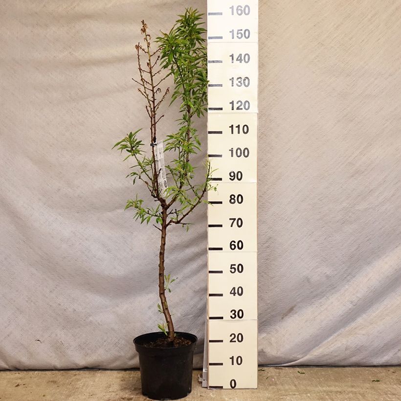 Spécimen de Amandier Texas Pot de 7,5L/10L tel que livré au printemps