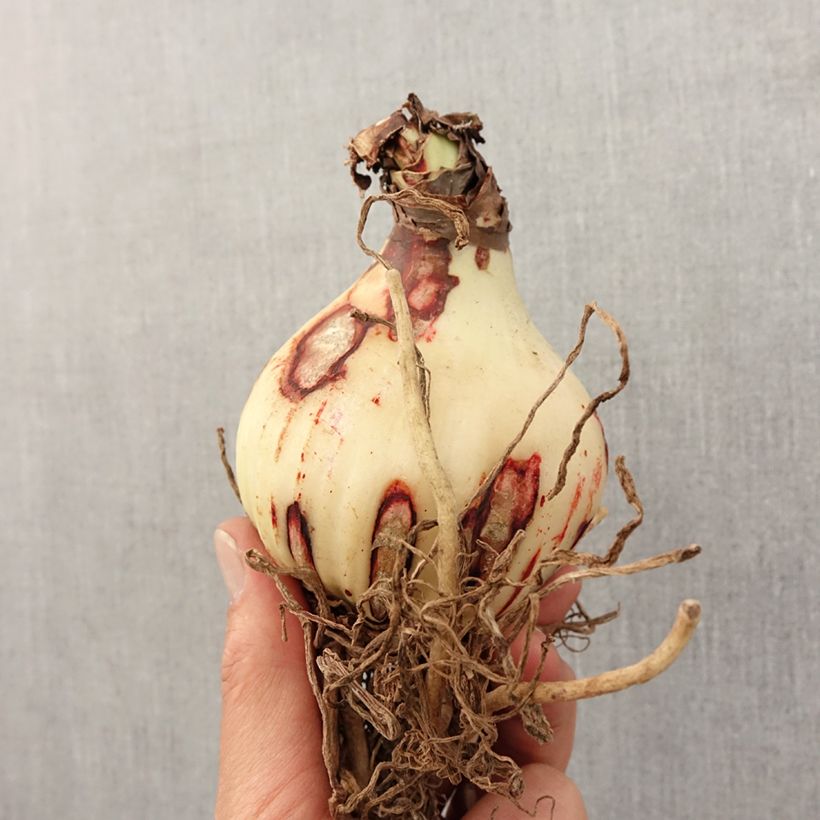 Spécimen de Amaryllis Amputo Bulbe tel que livré au printemps