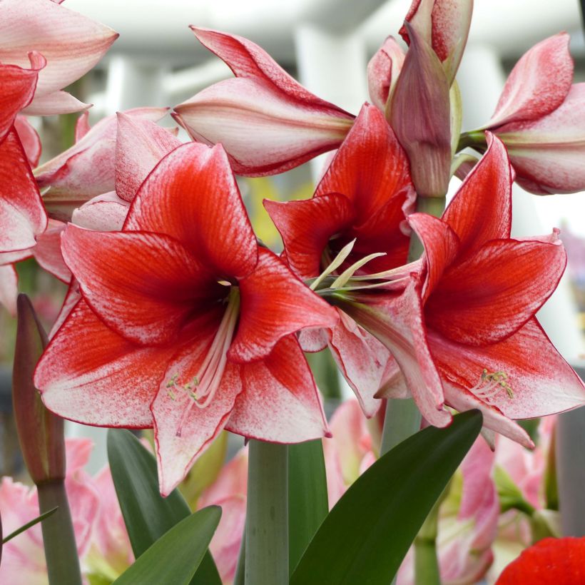 Amaryllis Charisma (Floraison)