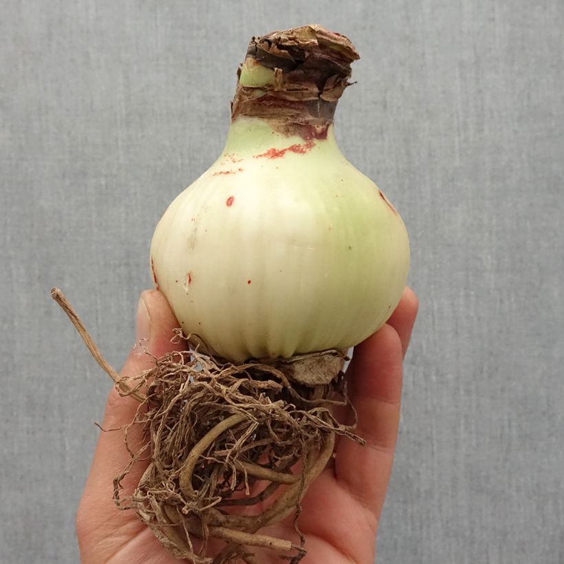 Spécimen de Amaryllis Gervase Bulbe tel que livré au printemps