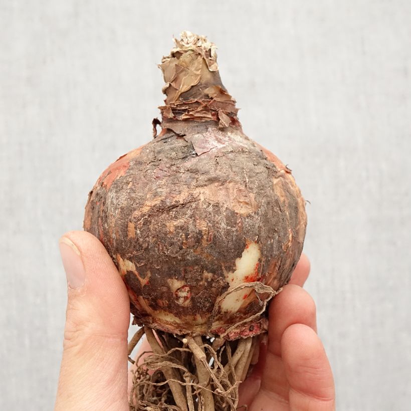 Spécimen de Amaryllis Lima Bulbe tel que livré au printemps