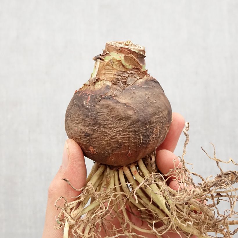 Spécimen de Amaryllis Luna Bulbe tel que livré au printemps