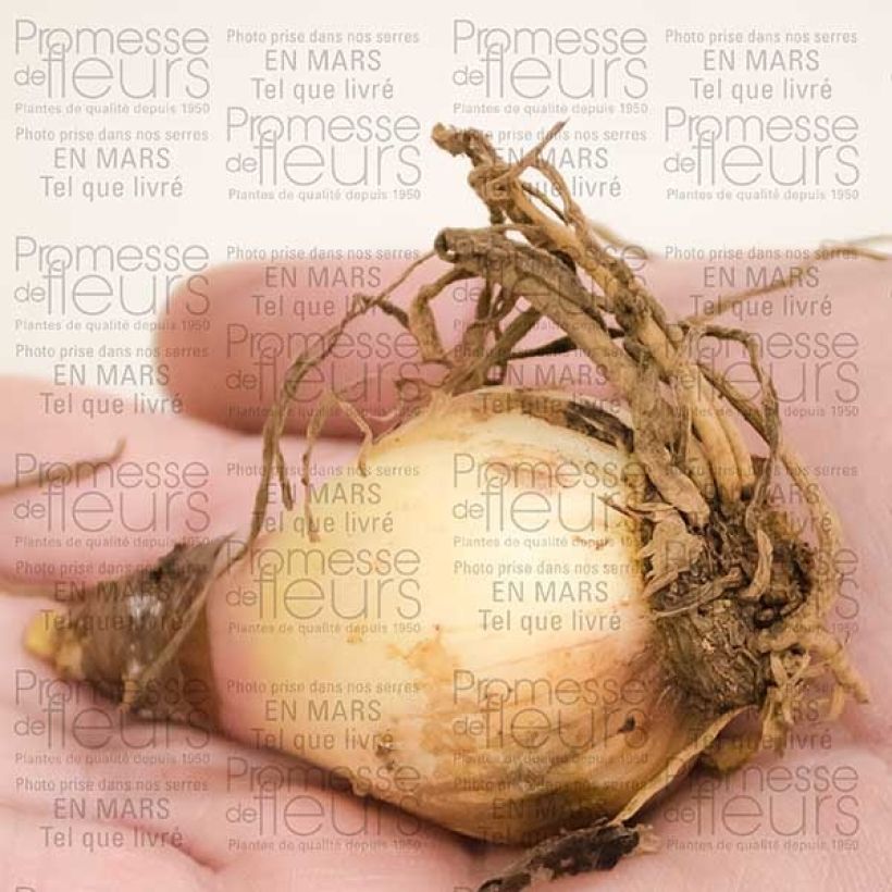 Exemple de spécimen de Amaryllis Pourpre Vallota - Cyrtanthus elatus Bulbe tel que livré
