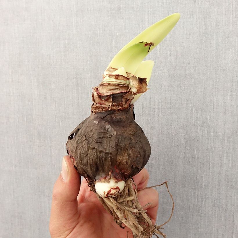 Spécimen de Amaryllis Rapido Bulbe tel que livré au printemps