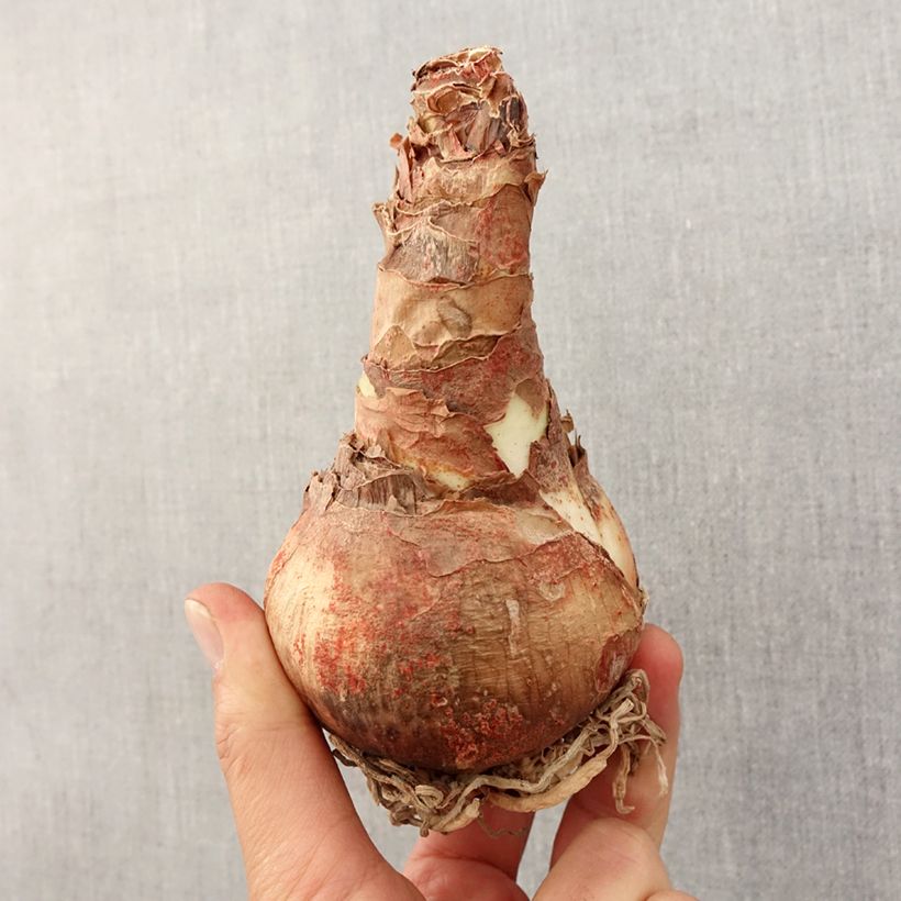 Spécimen de Amaryllis Terra Cotta Bulbe tel que livré au printemps