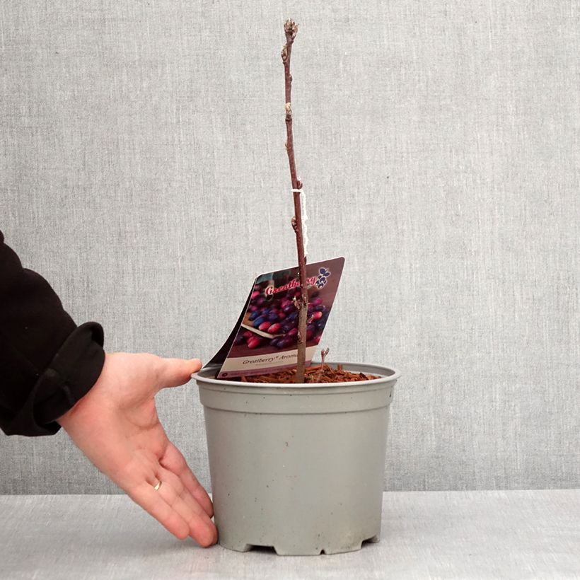 Spécimen de Amelanchier alnifolia GreatBerry Aroma Pot de 3L/4L tel que livré en hiver