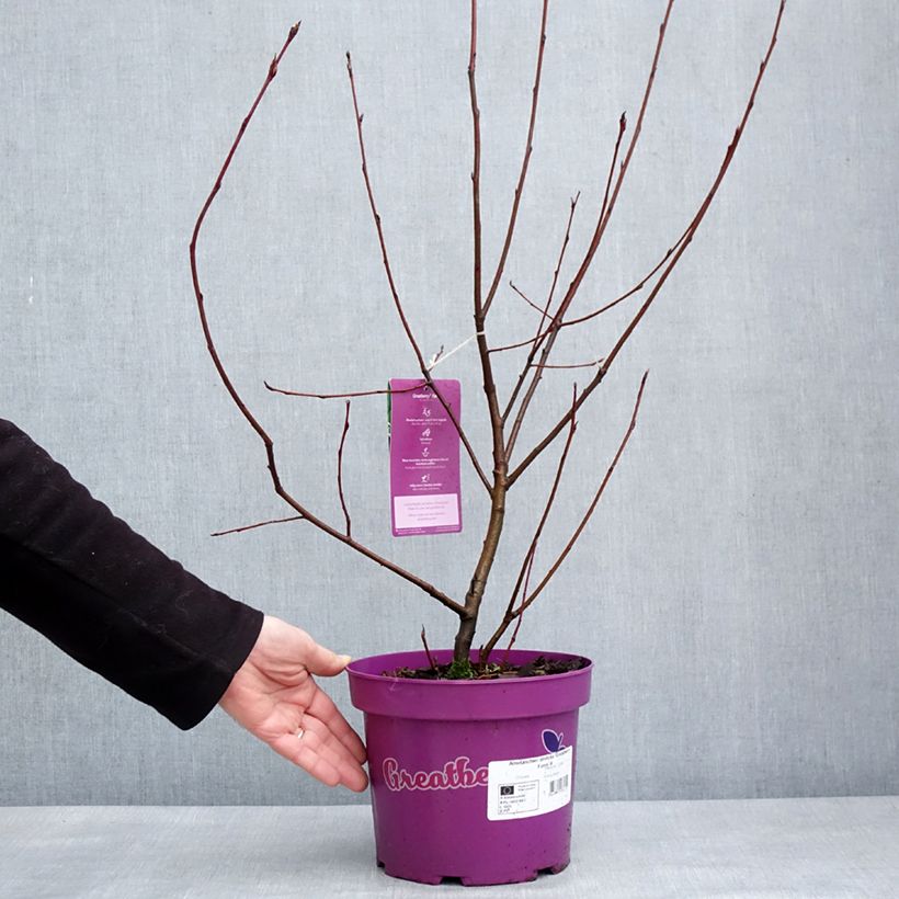 Spécimen de Amelanchier alnifolia GreatBerry Farm Pot de 3L/4L tel que livré en hiver