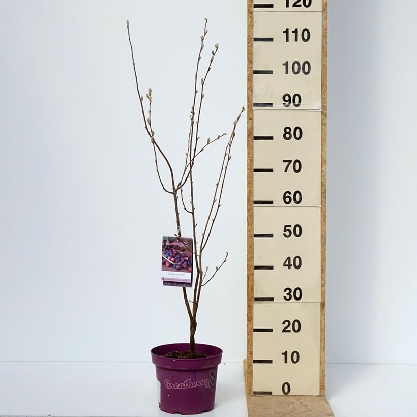 Spécimen de Amelanchier alnifolia GreatBerry Farm Kojuaagf - Pot de 3L/4L tel que livré au printemps