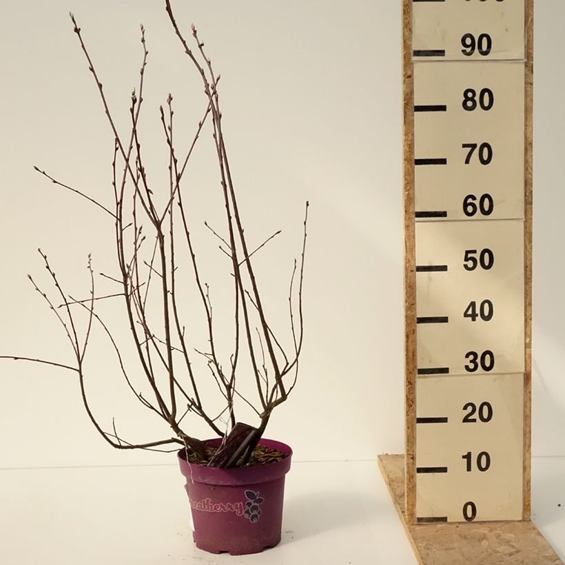 Spécimen de Amelanchier alnifolia GreatBerry Fruity Kojuaagr - Pot de 4L/5L tel que livré en hiver