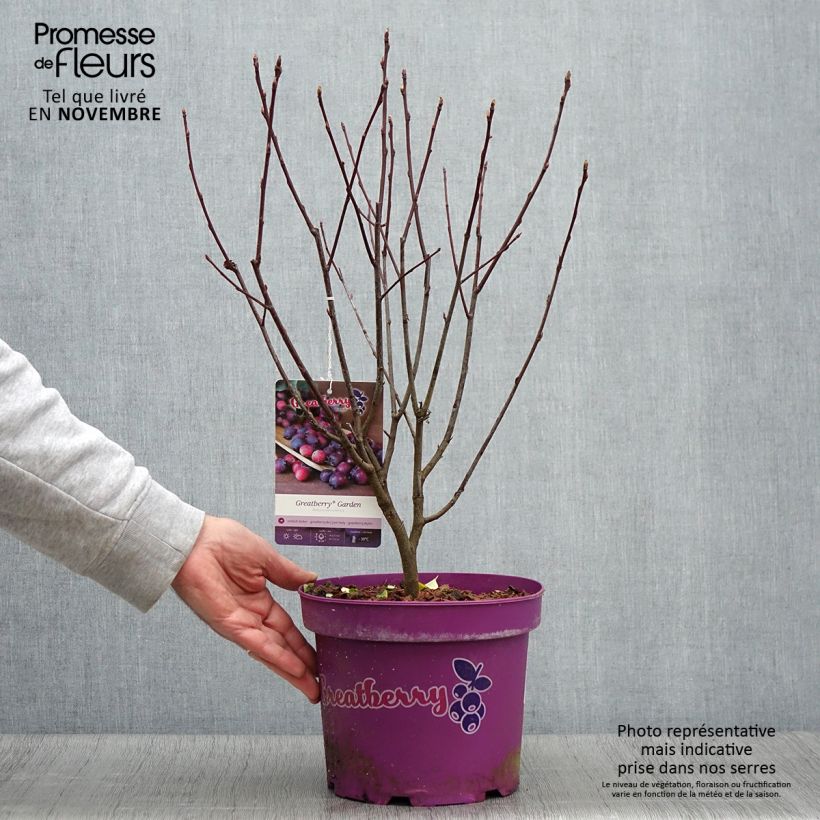 Spécimen de Amelanchier alnifolia Greatberry Garden ou Northline Pot de 3L/4L, Touffe tel que livré en automne
