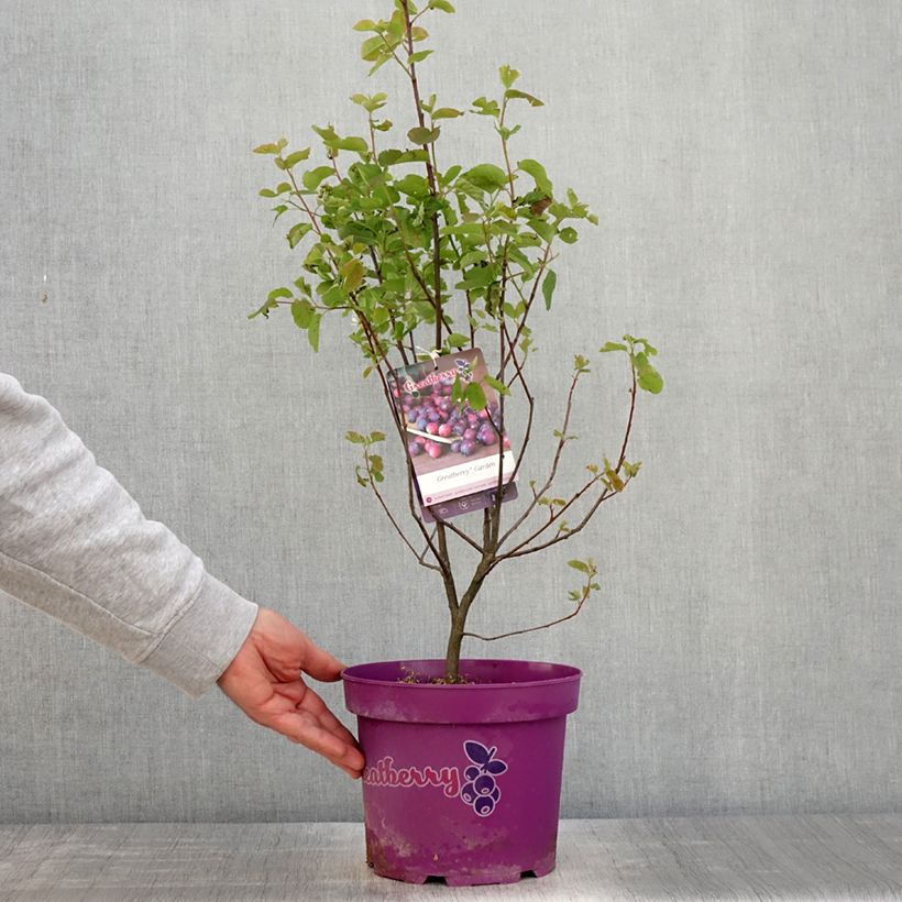 Spécimen de Amelanchier alnifolia Greatberry Garden ou Northline Pot de 3L/4L, TouffeHauteur livrée env. 60/80cm tel que livré au printemps