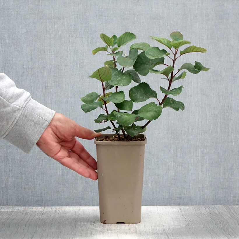 Spécimen de Amélanchier alnifolia Martin - Amélanchier à feuilles d'aulne Pot de 1,5L/2L, TouffeHauteur livrée env. 30/40cm tel que livré en été
