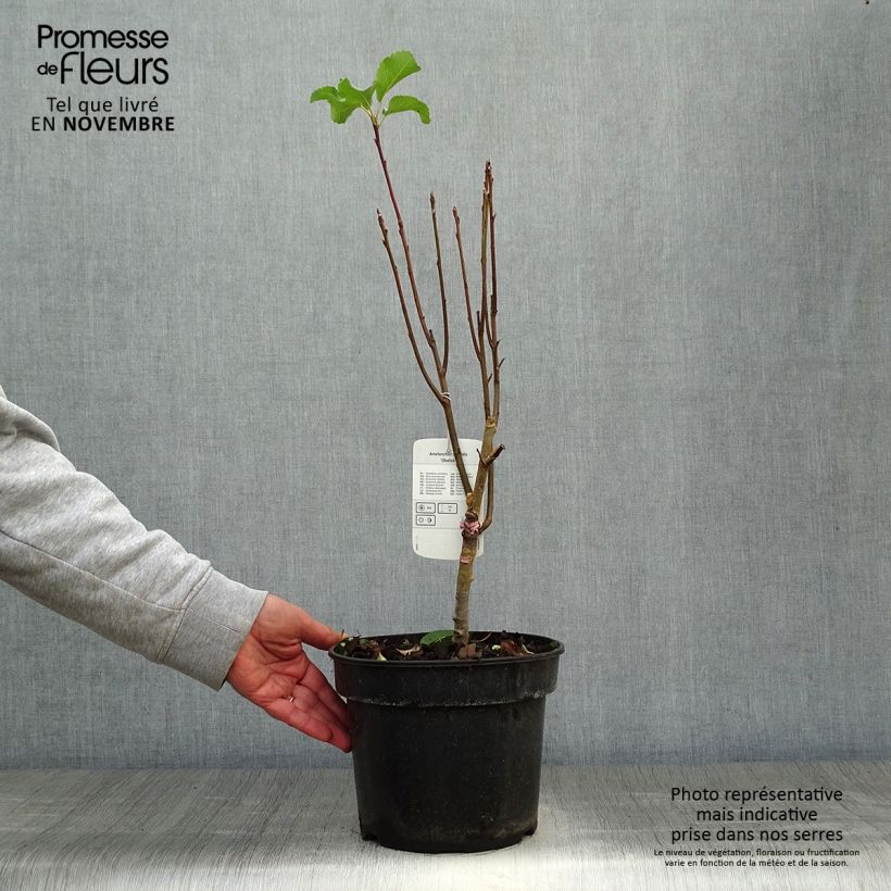 Spécimen de Amelanchier alnifolia Obelisk Pot de 3L/4L tel que livré en automne