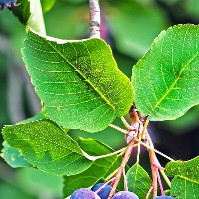 Amelanchier alnifolia Saskatoon Berry (Feuillage)